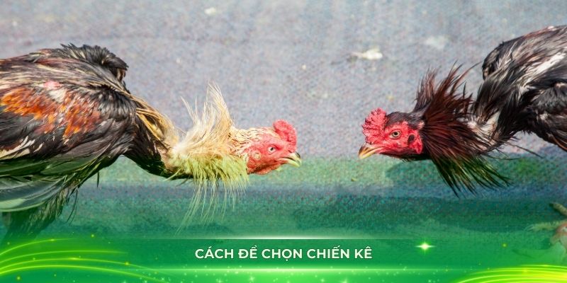 Cách để chọn chiến kê