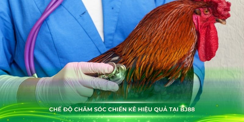 Chế độ chăm sóc chiến kê hiệu quả tại BJ88