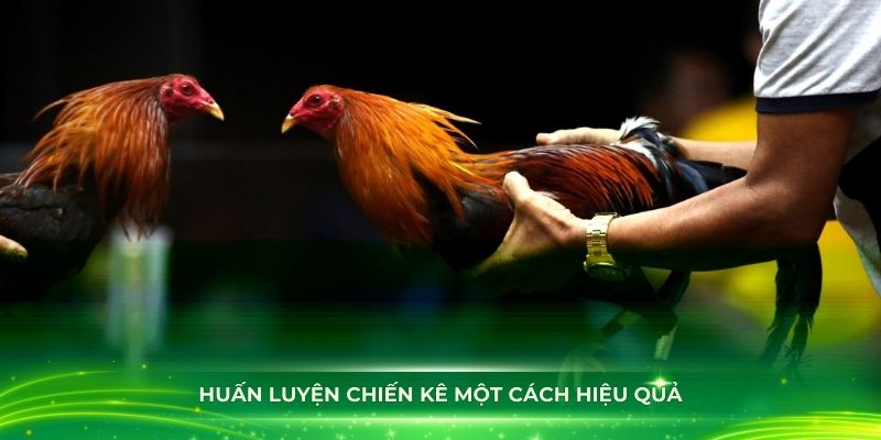 Huấn luyện chiến kê sao cho thật hiệu quả, khỏe mạnh